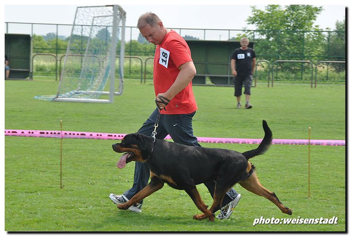 Excalibur vom Quercus Wald Excalibur vom Quercus Wald